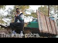 The king cobra-Walkuni peka angko-full video.