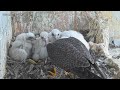 Osaka Peregrine Falcons/2024-05-02/ 4th feeding