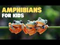 Amphibians for Kids | What is an amphibian? Learn the characteristics of amphibians