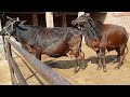 How To Cow Cross | bull breedar | cow meetup