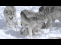 Timber Wolves Locked in Love