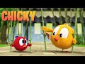 Where's Chicky? Funny Chicky 2023 | COMPILATION | Cartoon in English for Kids | New episodes
