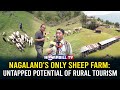 NAGALAND'S ONLY SHEEP FARM: UNTAPPED POTENTIAL OF RURAL TOURISM