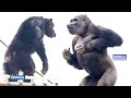 Gorilla Shows Off His Strength To Chimpanzees | The Shabani Group