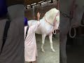 ❤️🐎Jaiveer #horse #SidhuFarm#vairal #shorts #youtubeshorts