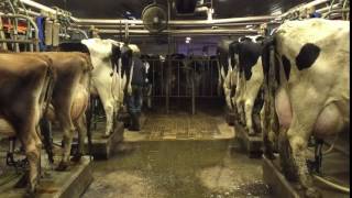 Intelligent Technology Smart Farming Automatic Cow Milking Machine Feeding Cleaning, Milk Prod #ARJ