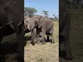Elephant Giving Birth | Great Plains Conservation
