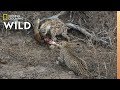 Download Hyena and Leopard Share a Meal—Before a Surprise Upsets Truce | Nat Geo Wild mp4 3gp mp3 videos - waplic