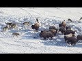 Meute de loups VS troupeau de bisons - ZAPPING SAUVAGE