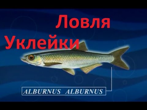 верховодка рыба как ловить верховодка рыба как ловить