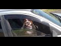 passeando de carro @Dogbruce #pitbull #dog #like #fofura #amstaff #caramelo#carros