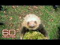 How sloths survive, thrive as nature’s couch potato | 60 Minutes