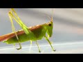 Grasshopper Sounds