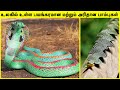அரியவகை பாம்புகள் | Rarest Snake In The World in Tamil | Most Unique Snakes | TAMIL AMAZING FACTS