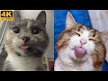 😼 Cute and funny cats life 😂 Funny cats compilation