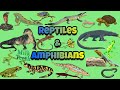Reptiles and Amphibians explained with pictures | differences between Reptiles and Amphibians