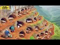 China Free-Range Pig Farm 🐖 Chinese Farmer Dig Cave to Raise Pigs in Mountain | Chinese Farming