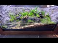 Awesome Tiger Salamander Paludarium - Rebuild for Barred Tiger Salamanders