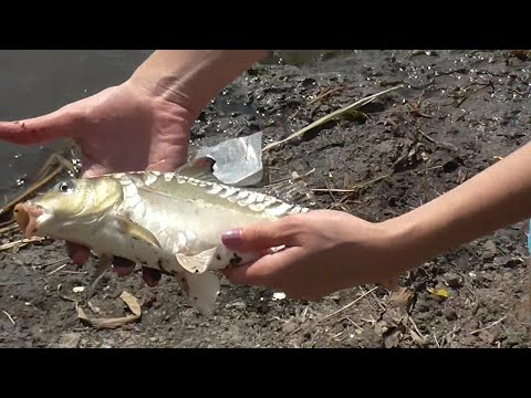 ловля карпа в краснодарском крае видео 2016 ловля карпа в краснодарском крае видео 2016