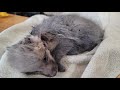 Saving a fox pup from a fur farm (graphic content)