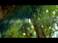 Nature Rain: Soothing Rain Sounds for Sleep (6 Hours)