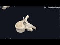 vertebrae كيفية التمييز بين فقرات العمود الفقرى