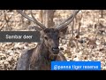 Sambar deer @ Panna tiger Reserve
