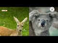 ALL PREVIEW 2 ABC ANIMALS