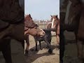 Pony first time meeting  ।  Horse Meeting first time