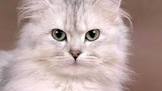 Вызов духов кот желаний Вызов духов кот желаний