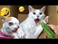 Hilarious Cats and Dogs😹🐶Funniest Animals 2024😻Part 7