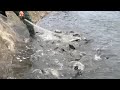 Survival Fishing : Amazing fishing! a lot of catch catfish in River  water catch by Net and hand