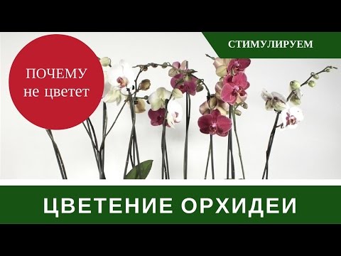 Как заставить цвести орхидеи фаленопсис в домашних условиях Как заставить цвести орхидеи фаленопсис в домашних