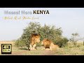 Two black rock male lions Olobor and Oloshipa in Maasai Mara – (4K HD quality)