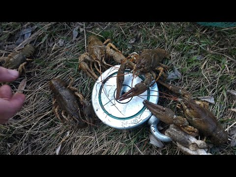 Можно ли ловить раков раколовками в ростовской области Можно ли ловить раков раколовками в ростовской области