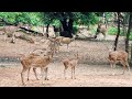 Eating time of deers at Ballavpur Wildlife Sanctuary & Deer Park at Bolpur, Shantiniketan