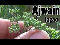 How to Grow Ajwain From Seeds | First Video on Youtube With Result (Urdu/hindi)