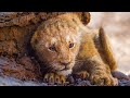 THE LION KING All Movie Clips (2019)