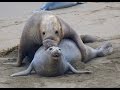 Piedras Blancas Elephant Seal Rookery - Big Sur, CA
