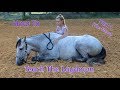 How To Teach Your Horse The ‘Laydown' (Part 1) No Ropes/No Force
