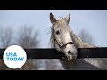 Meet Silver Charm, a 30-year-old Kentucky Derby-winning horse | USA TODAY