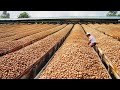 You Won't Believe How Walnut is Produced And What is Made Using Walnut