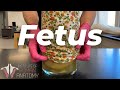 The Mysteries of The Human Fetus Explained!