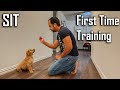 Training SIT Command to my 8 Weeks Old Golden Retriever Puppy | LIVE Training