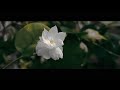 Flower Cinematic Video - Android Shoot And Edit