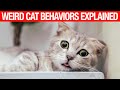 10 Weirdest Cat Behaviors Explained