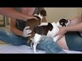 Tiny Dog Funny Mating