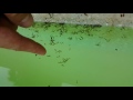 Mosquito Breeding in Pool (Thousands upon THOUSANDS)