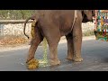 Elephant Video Funny | Bangladeshi Elephant Poop | Watch How Elephant Defecate On Bangladesh Streets