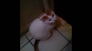 When Cats dont pay attition😠😠